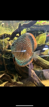 4 x adult discus “wild type” red/orange £200 5-6 inches