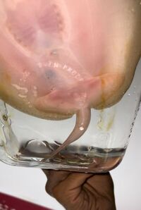 SOLD   2 x female pure albino stingray pups uk bred pearl FS or Trade