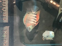 Red shoulder severums