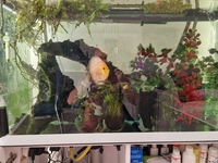 Mature fish tank with 4 happy discus for sale