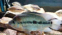 RIO MAGDALENA UMBEE CICHLIDS