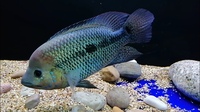 RIO MAGDALENA UMBEE CICHLIDS