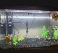 110L tank & Over 30 fish