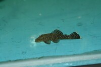 Young Bristlenose plecs