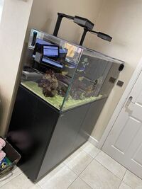 Marine tank shutdown - 425XL - Various fish & Coral must go ASAP Cardiff area