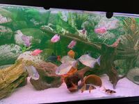 Multiple fishes - jewel cichlids, dollar, clown loach