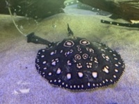 Henlei hybrid rays