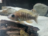 Female Malawi peacock/haps