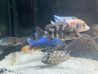 Female Malawi peacock/haps