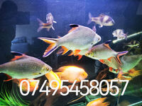 Black tip Tinfoil barbs - SOLD SOLD SOLD.