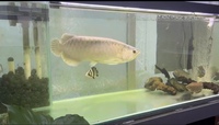 Arowana for sale