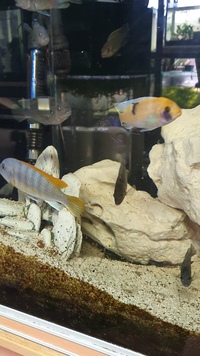 Malawi cichlids comunity