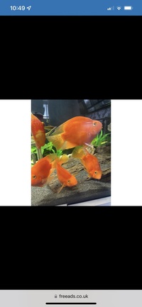 4 x large partot fish £40