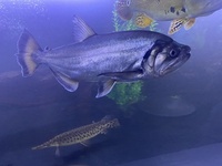 Armatus, datnoid microlepis, ripsaw, goonch, Florida gar, bass