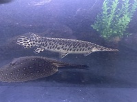 Armatus, datnoid microlepis, ripsaw, goonch, Florida gar, bass