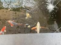 Different sized koi fish