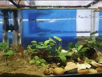 Free aquarium set. Help yourself full aquarium set with fish