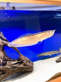 Silver Arowana 14 inches STUNNING EXAMPLE  price drop  