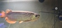 19/20 inches 24k XB Malaysian Golden Arowana - Chipped, no Cert.