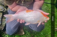 Koi fish