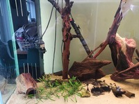 Various plecos and tropical fish