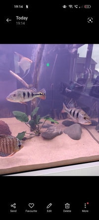 Datnoids, discuss, south American cichlids,