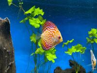 8 Stendker Discus for Tropical Fish Tank Aquarium - individually or as a group