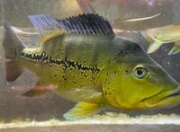 Reduced: Oddballs  Bass, Bichirs, etc  - Preston / Shipping