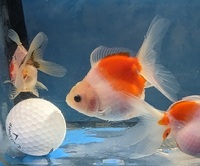 Oranda fancy goldfish