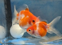 Oranda fancy goldfish