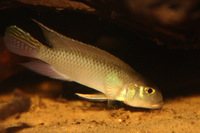 Nanochromis parilus BREEDING PAIR for sale