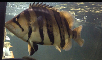 ALL SOLD NOW  VERY RARE LARGE DATNOIDS TIGER FISH FOR SWAP OR SALE Datnioides microlepis – Indonesian Tiger fish - stunning FS