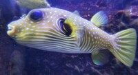 Stars And Stripes Pufferfish For Sale