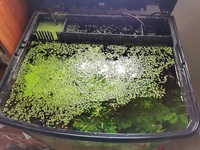 94L complete planted tank £90