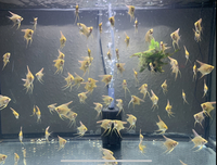 Juvenile Golden Angel Fish - £3.50