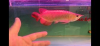 PLANET AROWANA CHRISTMAS SALE