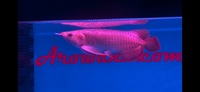 PLANET AROWANA CHRISTMAS SALE