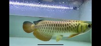 PLANET AROWANA CHRISTMAS SALE