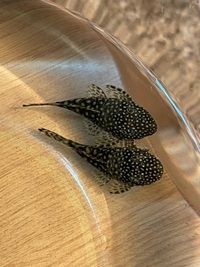 Bristlenose Ancistrus Pleco £5 each or 2 for £7.50 P+P £12.50