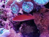 Maccoskers flasher wrasse for sale swansea