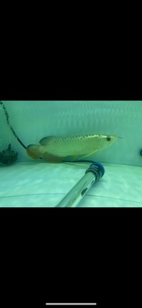 Malaysian Golden Head 24 Karat & Blue Base Crossback Arowana