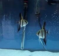 Angel fish