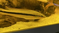 PIKE CICHLID FOR SALE