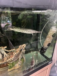 Beautiful spotted gar 13” £100