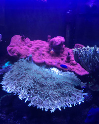 Marine Tank and full set up((Corals and fishes)£1650