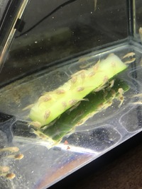 Baby albino bristlenose plecos for sale