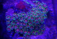 Eagle Eye Zoa on Rock