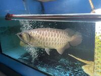 ALL NOW SOLD ALBINO AROWANA, BASS & SHBRTG ASIAN AROWANA