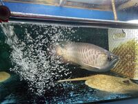 ALL NOW SOLD ALBINO AROWANA, BASS & SHBRTG ASIAN AROWANA