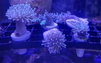 Corals - Anemones, Mushrooms, Toadstools, Kenyas